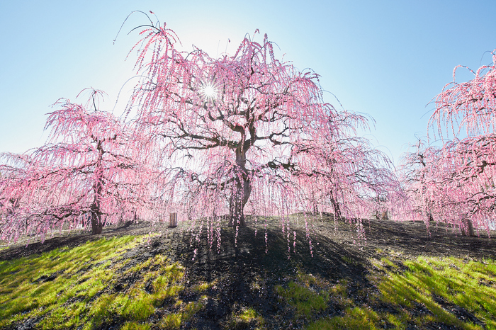 お写ん歩: TAMRON SP 70-200mm F/2.8 Di VC USD G2（model A025